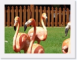 Flamingos (14) * 1024 x 768 * (112KB)